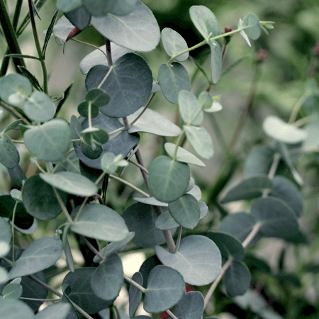 Eucalyptus Essential Oil