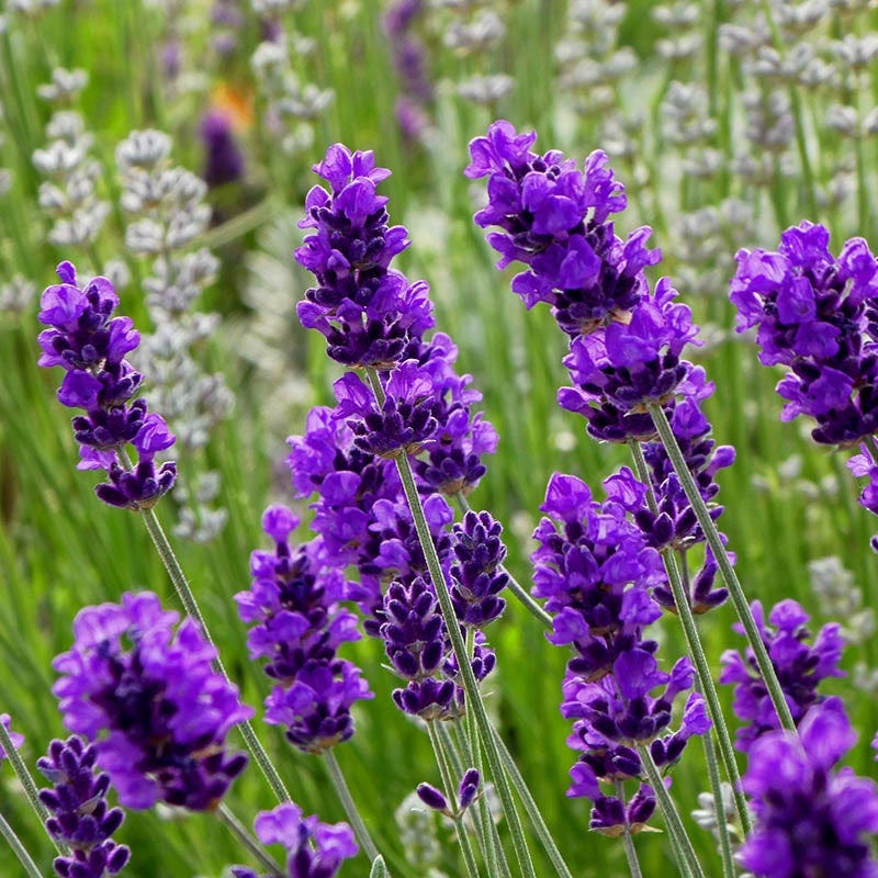 Lavender Essential Oil
