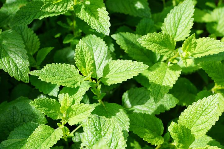 Peppermint Essential Oil