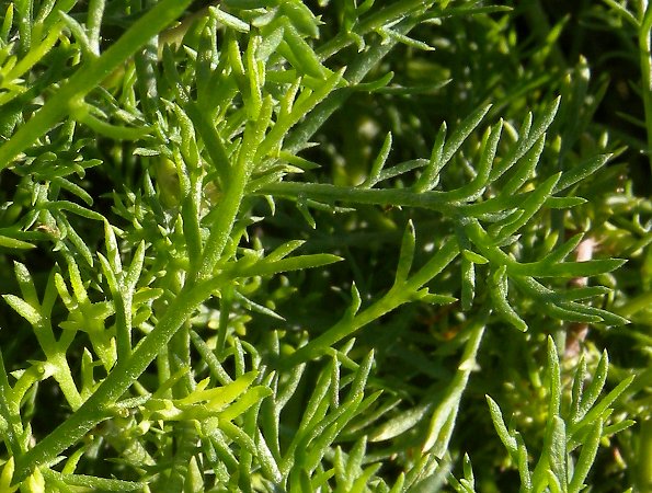 Roman Chamomile Essential Oil