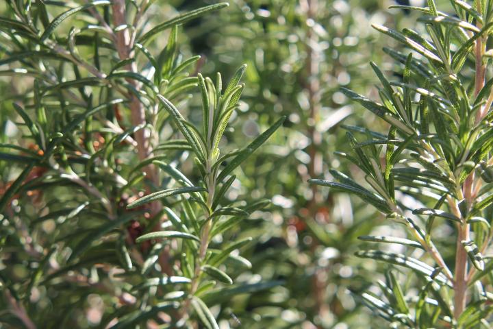 Rosemary Essential Oil