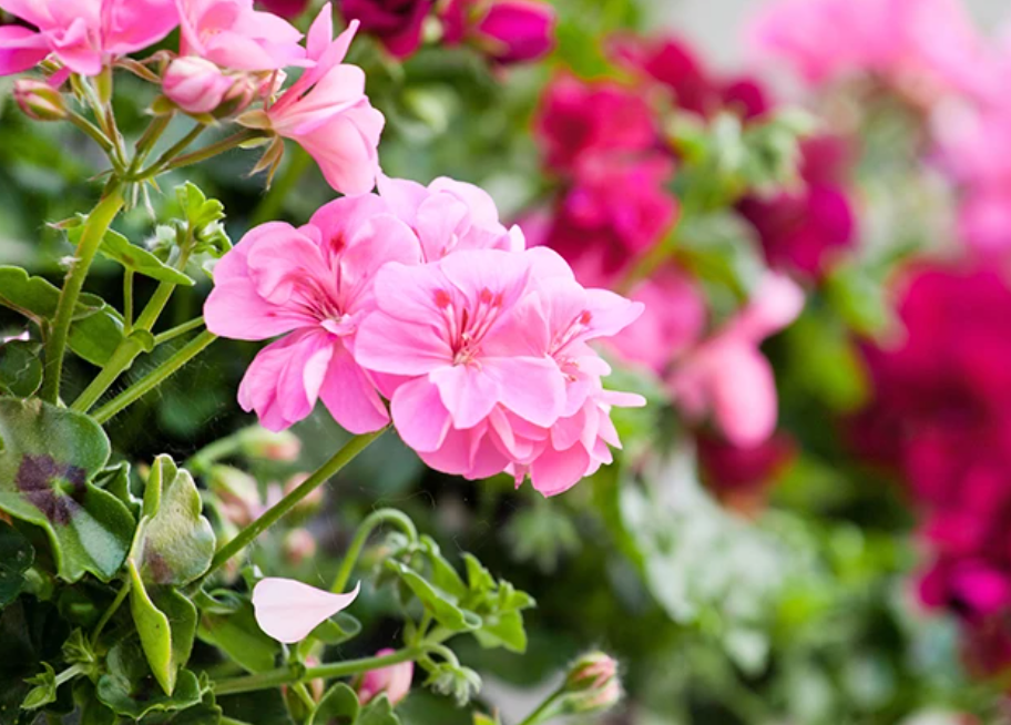 Geranium Essential Oil