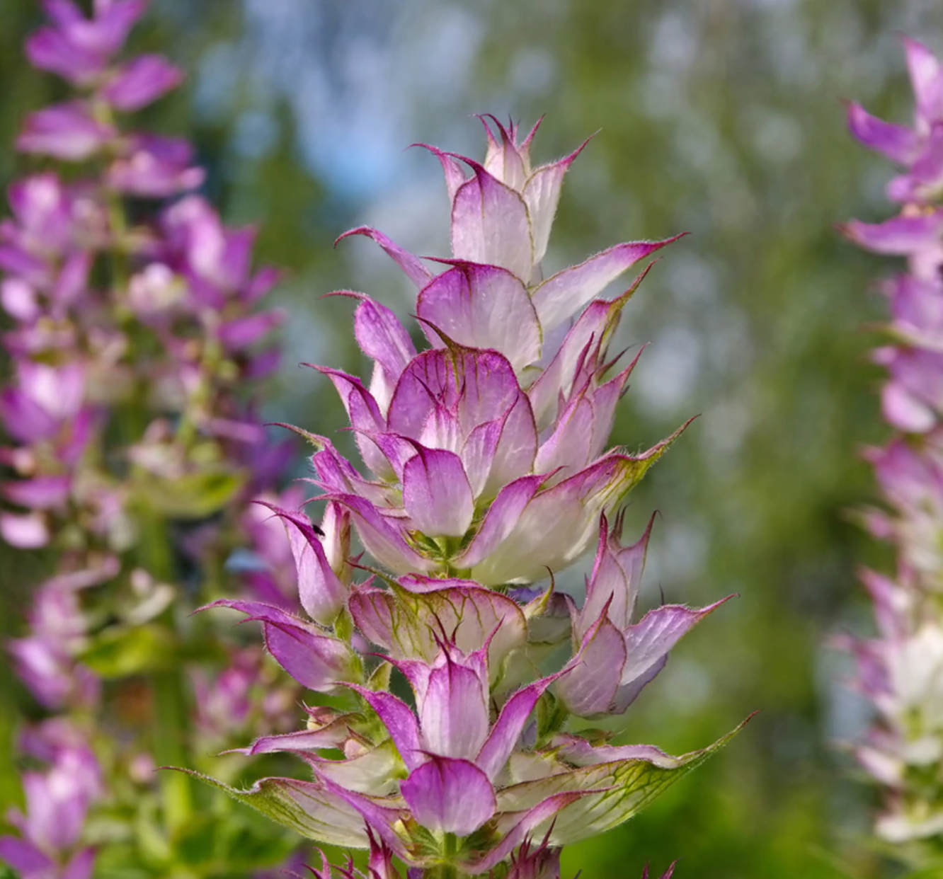 Clary Sage Essential Oil