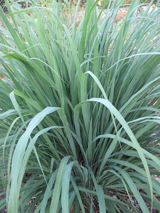 Lemongrass Essential Oil