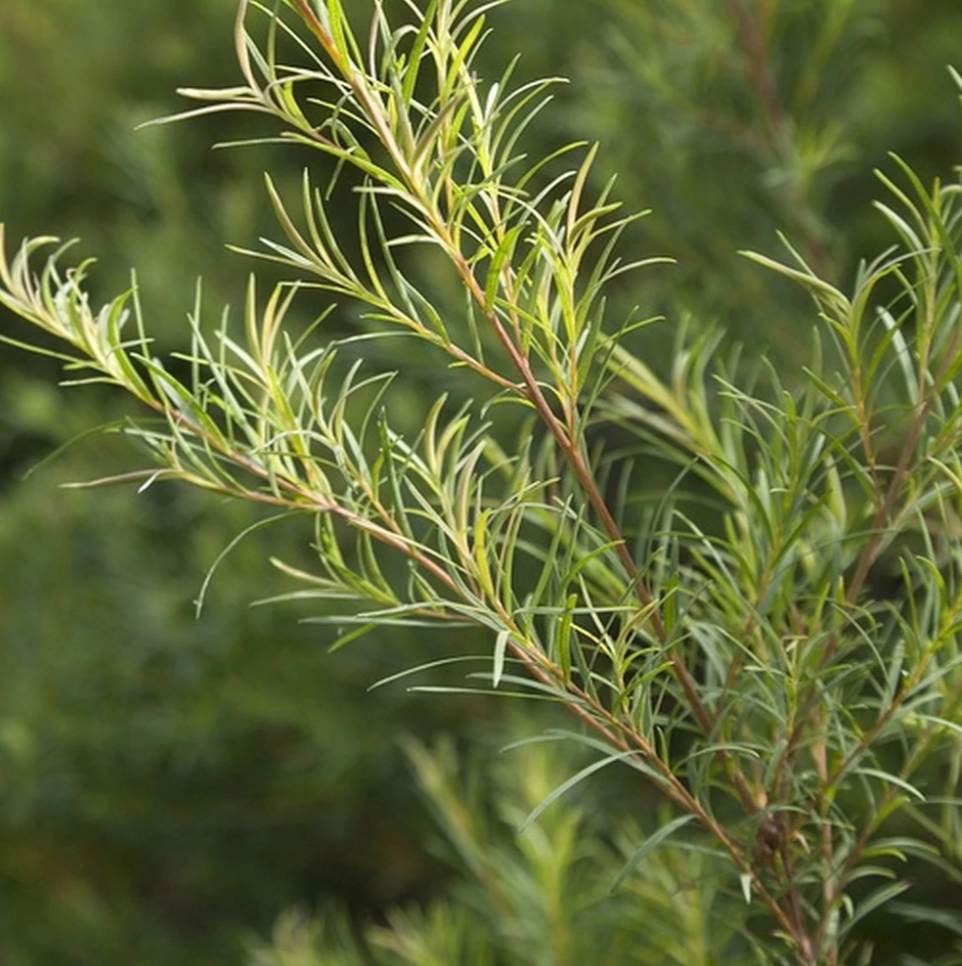 Tea Tree Essential Oil